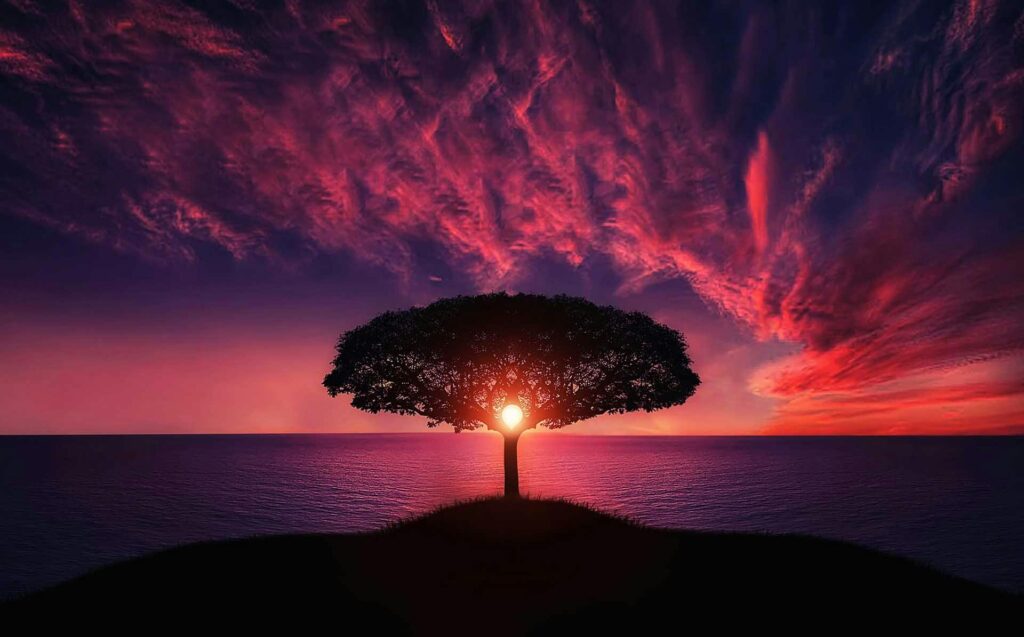 A beautiful silhouette of a tree against a vibrant sunset over the ocean, evoking tranquility.